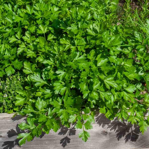 Aromatiques - Persil Commun 2 - face recto